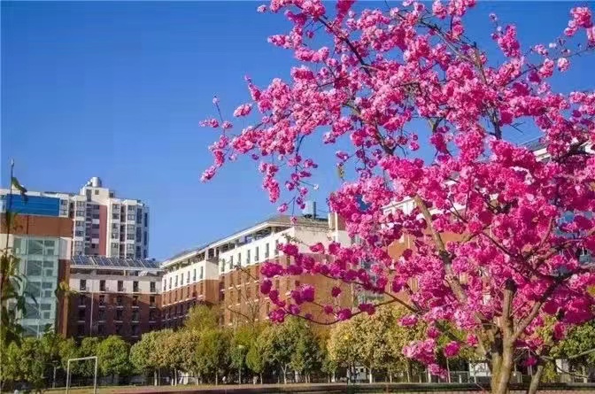 2024年昆明西点文化学校政策解读|新高考