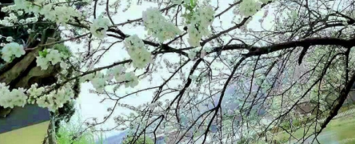 昆明西山区清风高级中学好不好？